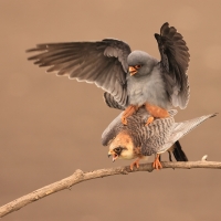 Kobczyk zwyczajny - Falco vespertinus - Red-footed Falcon
