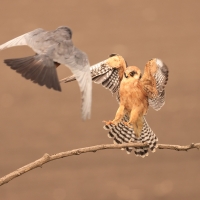 Kobczyk zwyczajny - Falco vespertinus - Red-footed Falcon