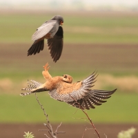 Kobczyk zwyczajny - Falco vespertinus - Red-footed Falcon