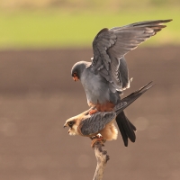 Kobczyk zwyczajny - Falco vespertinus - Red-footed Falcon