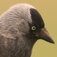 Kawka - Corvus monedula - Eurasian Jackdaw
