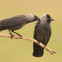 Kawka - Corvus monedula - Eurasian Jackdaw