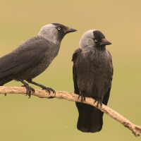 Kawka - Corvus monedula - Eurasian Jackdaw