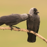 Kawka - Corvus monedula - Eurasian Jackdaw