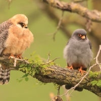 Kobczyk zwyczajny - Falco vespertinus - Red-footed Falcon