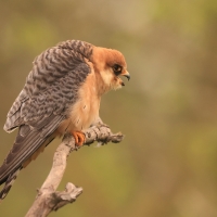 Kobczyk zwyczajny - Falco vespertinus - Red-footed Falcon