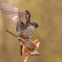 Kobczyk zwyczajny - Falco vespertinus - Red-footed Falcon