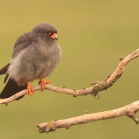 Kobczyk zwyczajny - Falco vespertinus - Red-footed Falcon