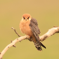 Kobczyk zwyczajny - Falco vespertinus - Red-footed Falcon