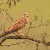 Pustułka zwyczajna - Falco tinnunculus - Common Kestrel
