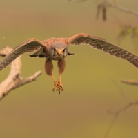 Pustułka zwyczajna - Falco tinnunculus - Common Kestrel