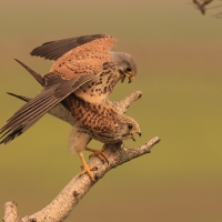 Pustułka zwyczajna - Falco tinnunculus - Common Kestrel