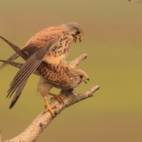 Pustułka zwyczajna - Falco tinnunculus - Common Kestrel