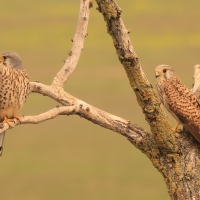 Pustułka zwyczajna - Falco tinnunculus - Common Kestrel