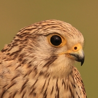 Pustułka zwyczajna - Falco tinnunculus - Common Kestrel