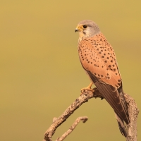 Pustułka zwyczajna - Falco tinnunculus - Common Kestrel