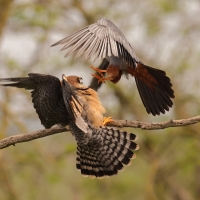 Kobczyk zwyczajny - Falco vespertinus - Red-footed Falcon