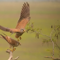 Pustułka zwyczajna - Falco tinnunculus - Common Kestrel