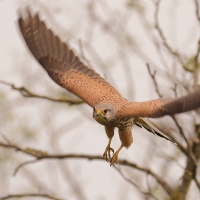 Pustułka zwyczajna - Falco tinnunculus - Common Kestrel