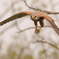 Pustułka zwyczajna - Falco tinnunculus - Common Kestrel
