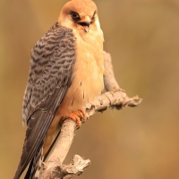 Kobczyk zwyczajny - Falco vespertinus - Red-footed Falcon