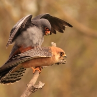 Kobczyk zwyczajny - Falco vespertinus - Red-footed Falcon