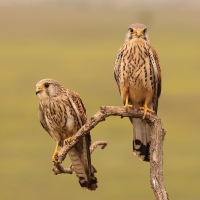 Pustułka zwyczajna - Falco tinnunculus - Common Kestrel