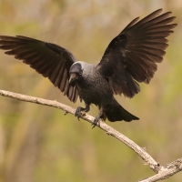 Kawka - Corvus monedula - Eurasian Jackdaw