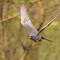 Kobczyk zwyczajny - Falco vespertinus - Red-footed Falcon