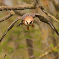 Kobczyk zwyczajny - Falco vespertinus - Red-footed Falcon