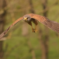 Pustułka zwyczajna - Falco tinnunculus - Common Kestrel