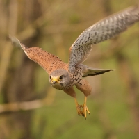 Pustułka zwyczajna - Falco tinnunculus - Common Kestrel