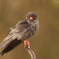 Kobczyk zwyczajny - Falco vespertinus - Red-footed Falcon