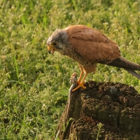 Pustułka zwyczajna - Falco tinnunculus - Common Kestrel