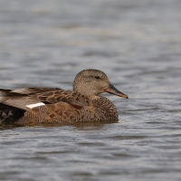 Krakwa - Mareca strepera - Gadwall