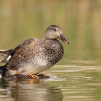 Krakwa - Mareca strepera - Gadwall