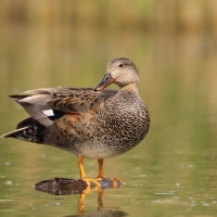 Krakwa - Mareca strepera - Gadwall