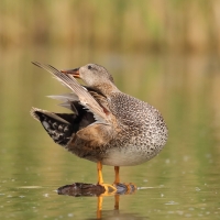 Krakwa - Mareca strepera - Gadwall