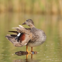 Krakwa - Mareca strepera - Gadwall