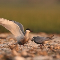 Rybitwa białowąsa - Chlidonias hybrida - Whiskered Tern