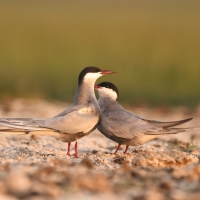 Rybitwa białowąsa - Chlidonias hybrida - Whiskered Tern