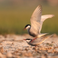 Rybitwa białowąsa - Chlidonias hybrida - Whiskered Tern