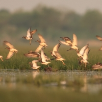 Batalion - Calidris pugnax - Ruff