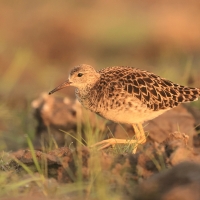 Batalion - Calidris pugnax - Ruff