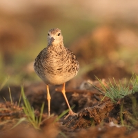 Batalion - Calidris pugnax - Ruff