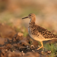 Batalion - Calidris pugnax - Ruff