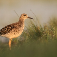 Batalion - Calidris pugnax - Ruff
