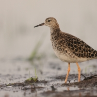 Batalion - Calidris pugnax - Ruff