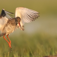 Krwawodziób - Tringa totanus - Common Redshank