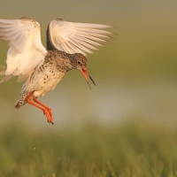 Krwawodziób - Tringa totanus - Common Redshank